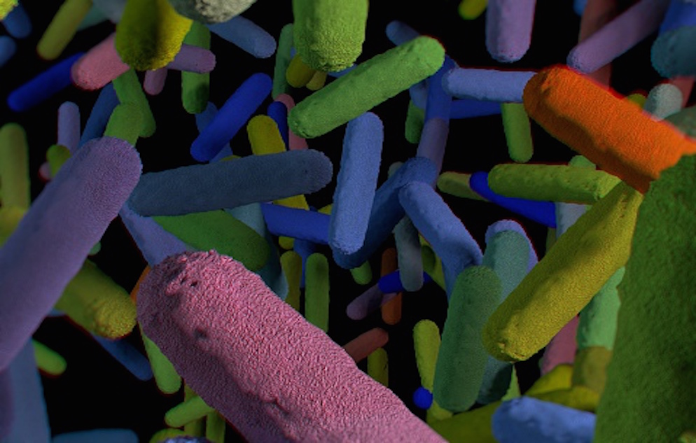 3D illustration of gut bacteria microbiome
