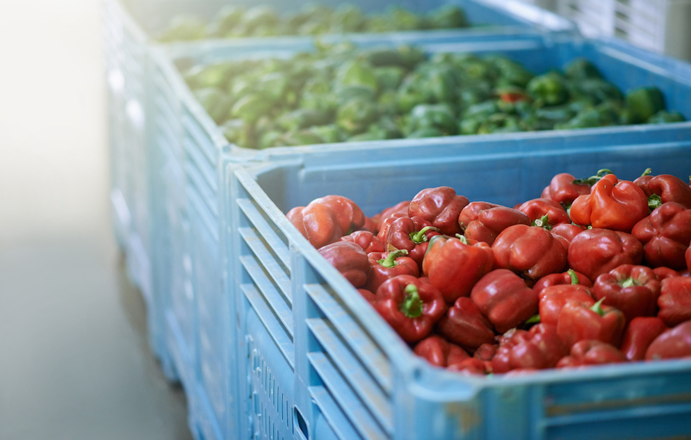 Fresh green and red peppers in crates
