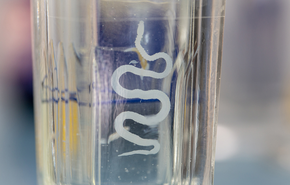tapeworm under a microscope