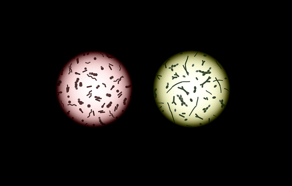 Human microbiota samples under a microscope