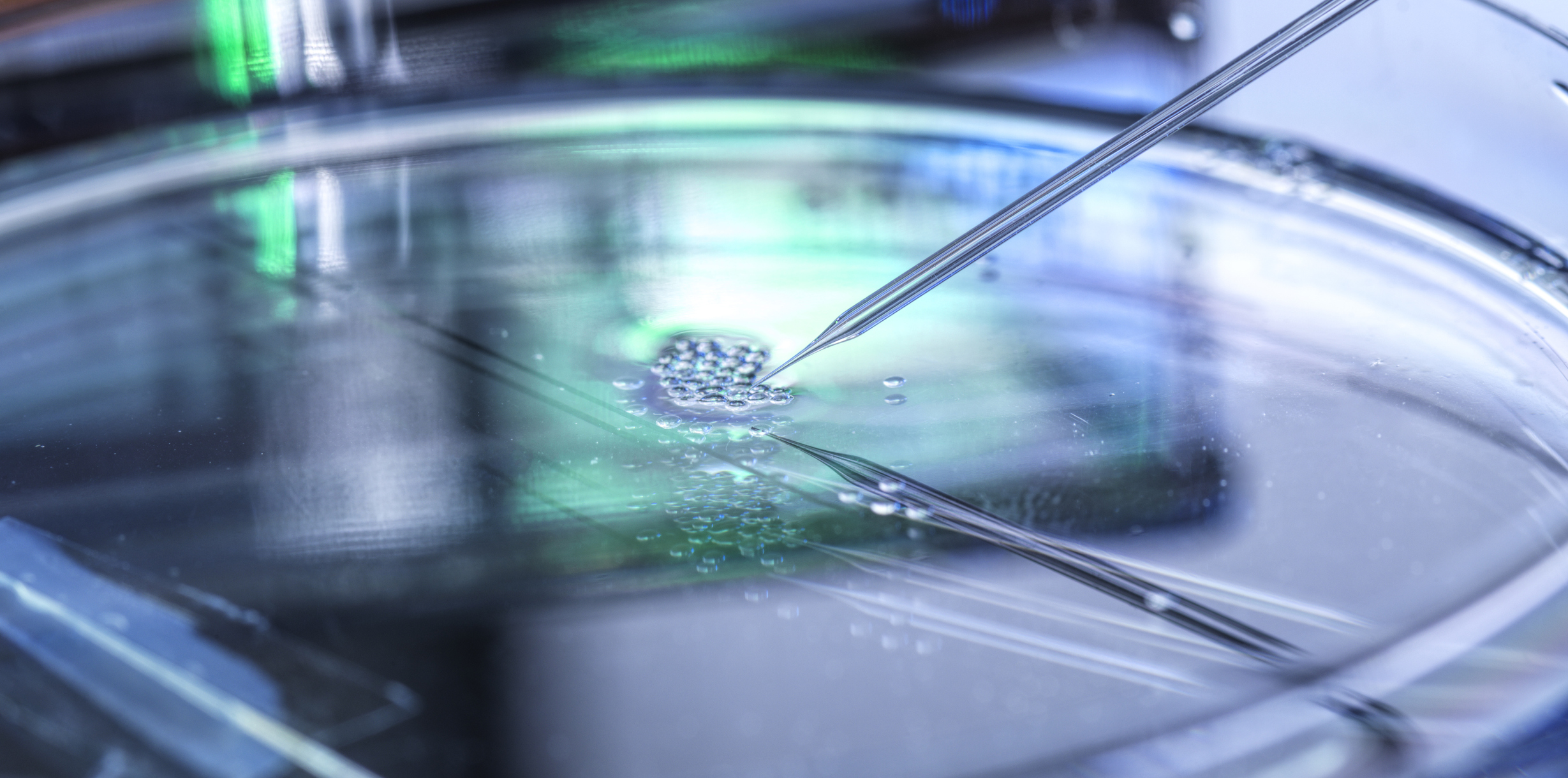 Scientific research of nuclear transfer being carried out on several embryonic stem cells in petri dish