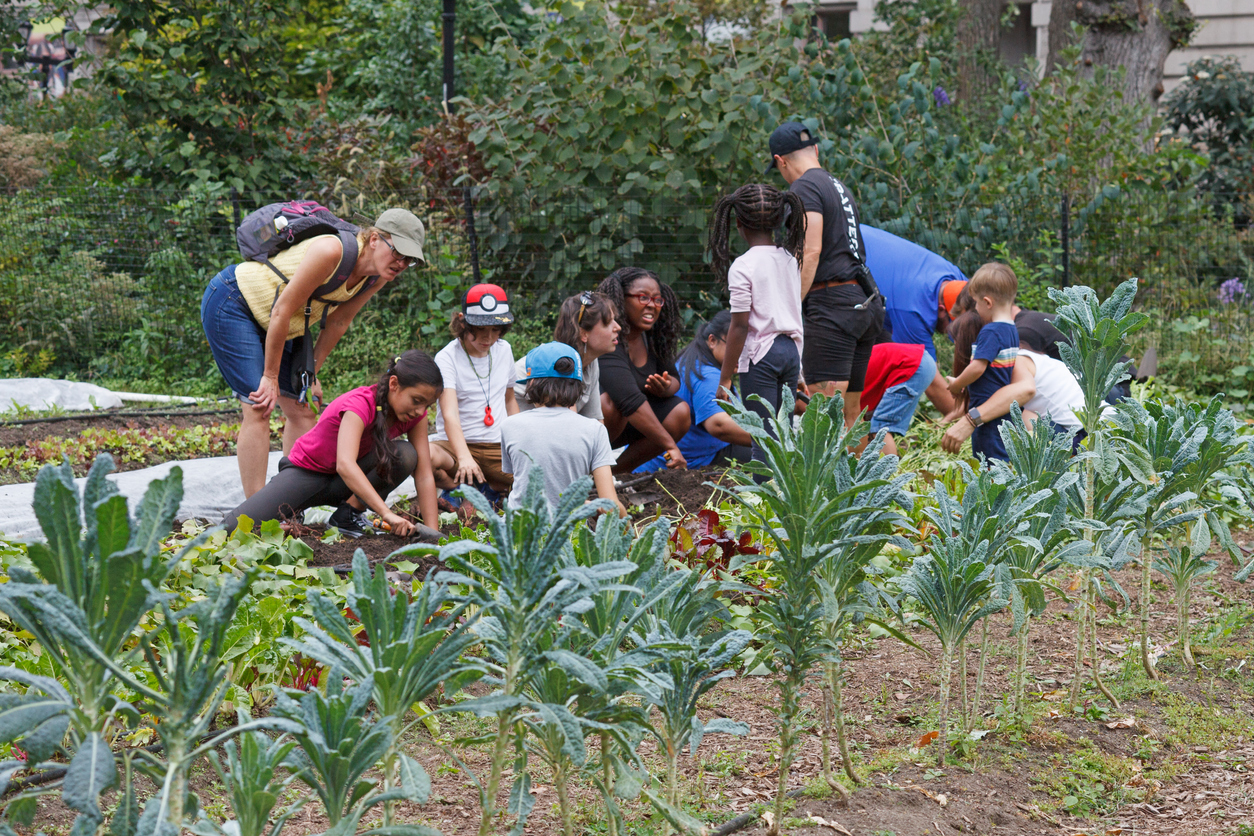 Students picking sweet potatoes from the Battery Urban Farm in Battery Park.